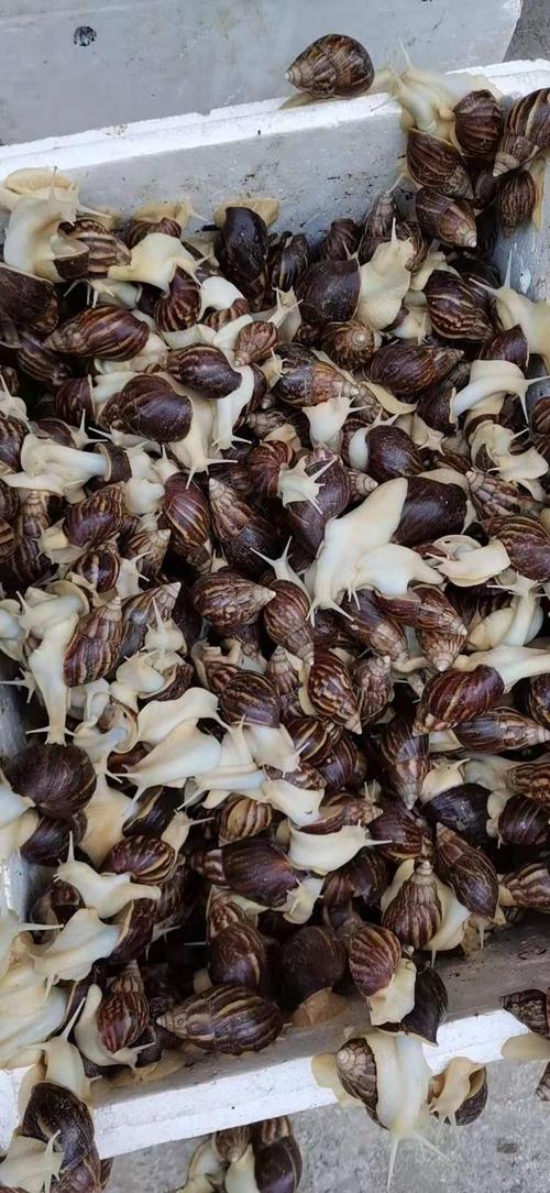 中国常见养殖蜗牛品种有哪些?-图2 中国常见养殖蜗牛品种有哪些?-图2