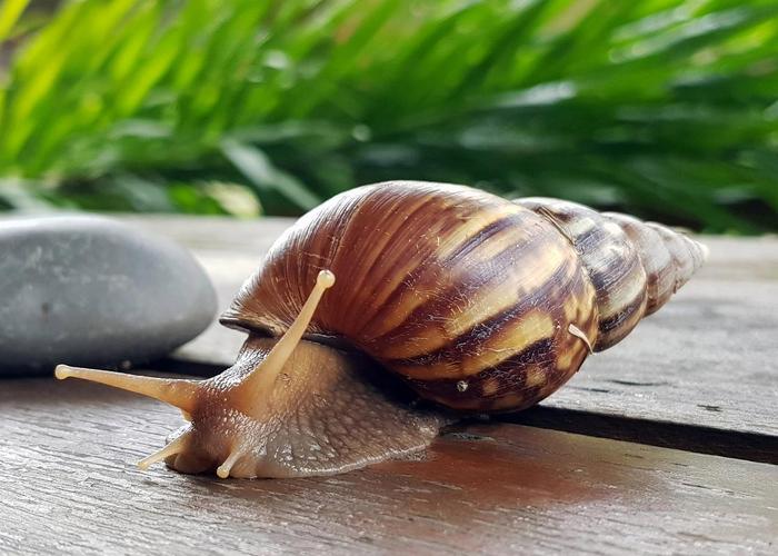 中国常见养殖蜗牛品种有哪些?-图1 中国常见养殖蜗牛品种有哪些?-图1