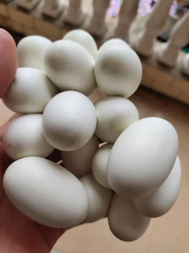 2025越南蛇蛋价格会涨还是跌?-图1 2025越南蛇蛋价格会涨还是跌?-图1