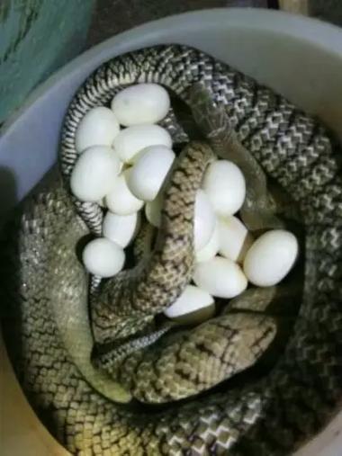 2025越南蛇蛋价格会涨还是跌?-图2 2025越南蛇蛋价格会涨还是跌?-图2