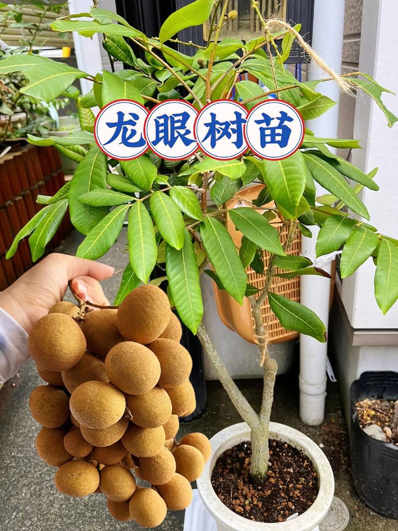 桂圆树苗品种如何快速辨别？-图1