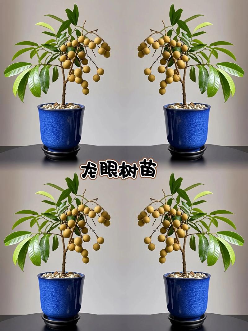 桂圆树苗品种如何快速辨别？-图3