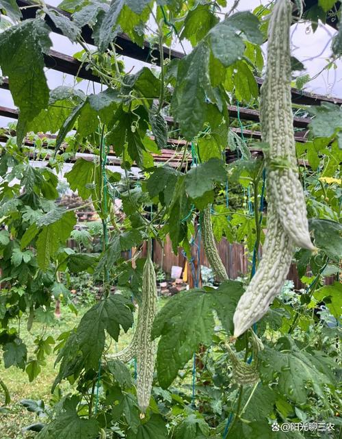 秋季露地苦瓜咋种植？关键技巧有哪些？-图3
