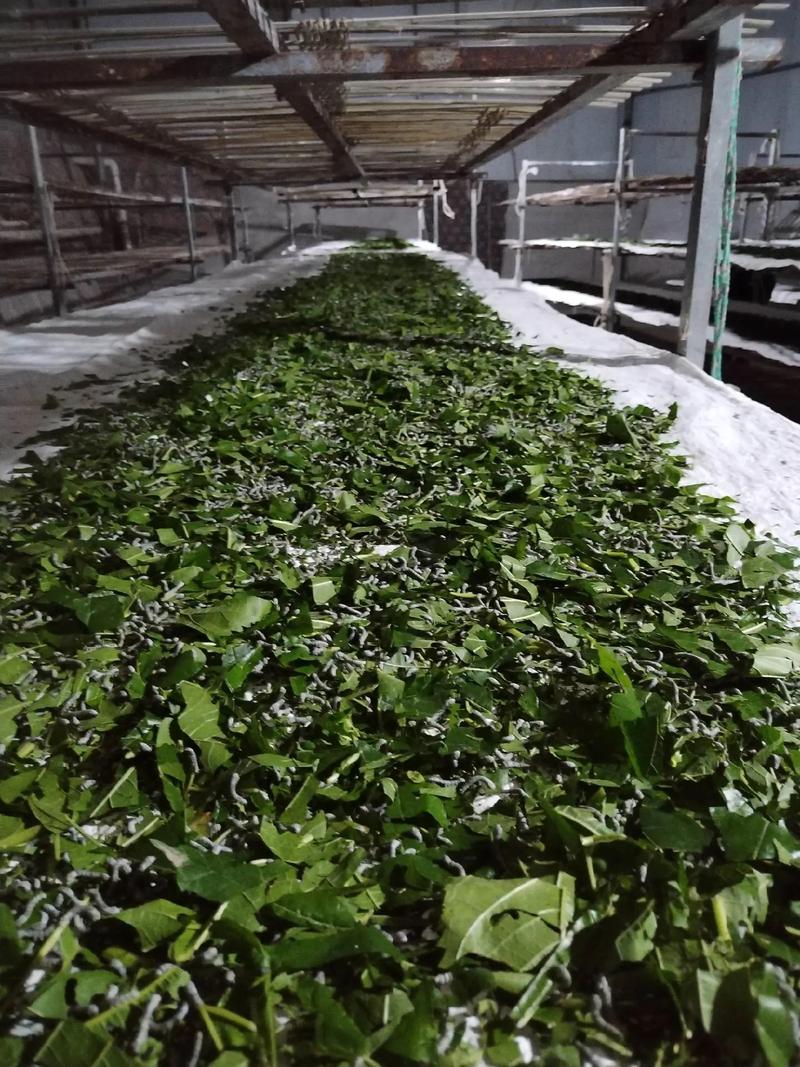 现代种桑养蚕视频，新手能快速学会吗？-图1