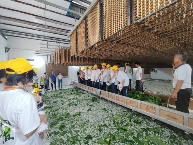 现代种桑养蚕视频，新手能快速学会吗？-图3