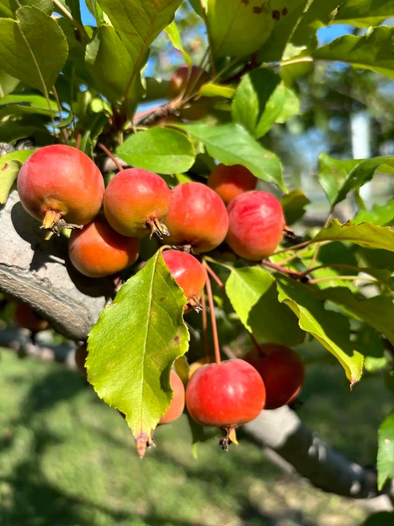 海棠品种有哪些？-图1