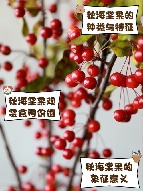 海棠品种有哪些？-图2