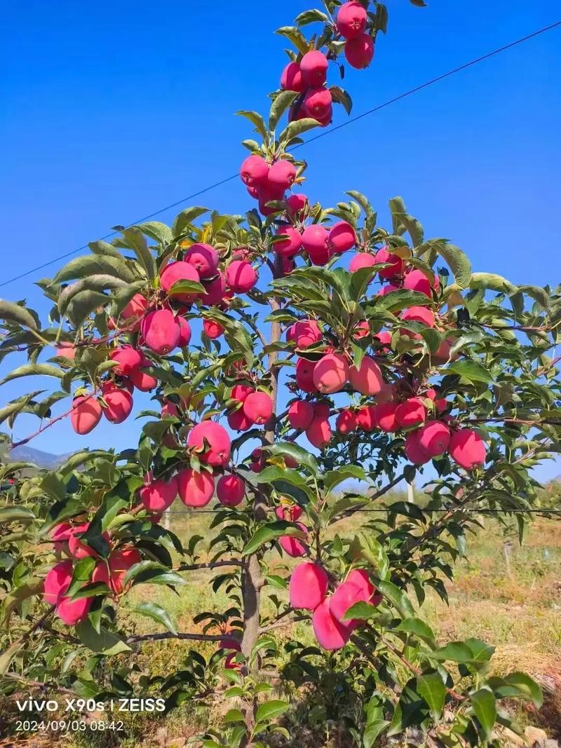 海棠品种有哪些？-图3