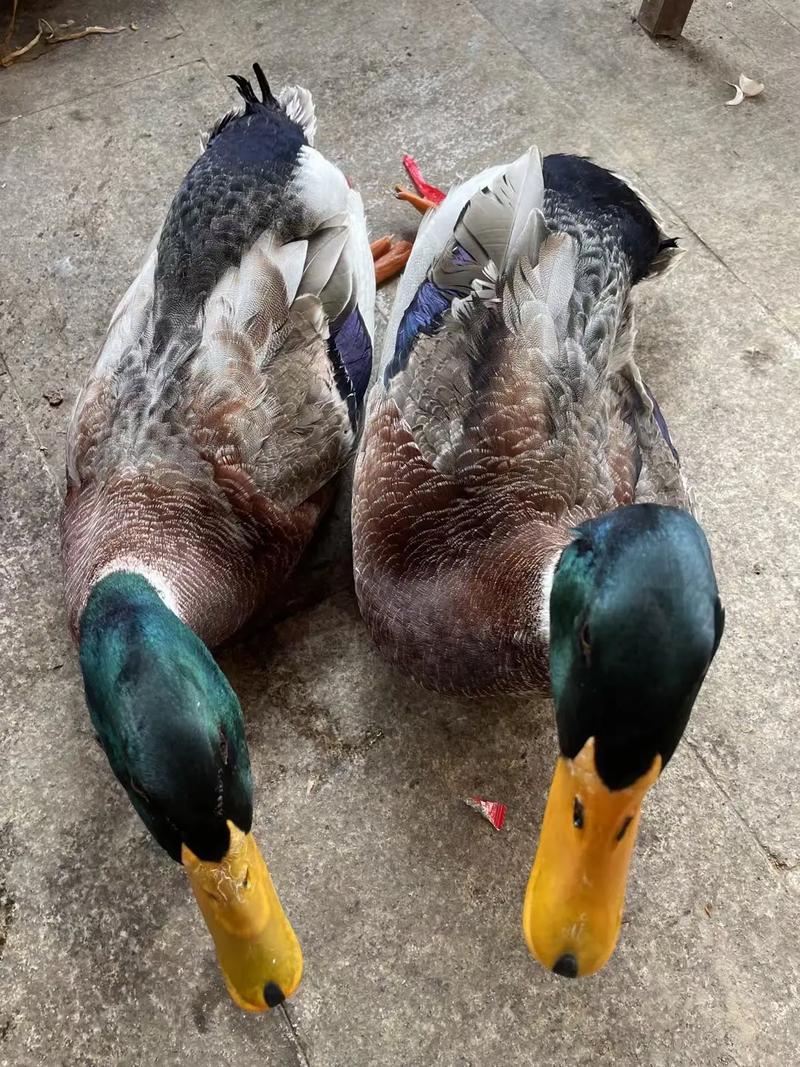 这几个品种鸭子各有什么特征？-图1