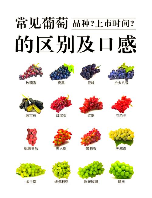 葡萄品种图片大全，收录了多少品种？-图1