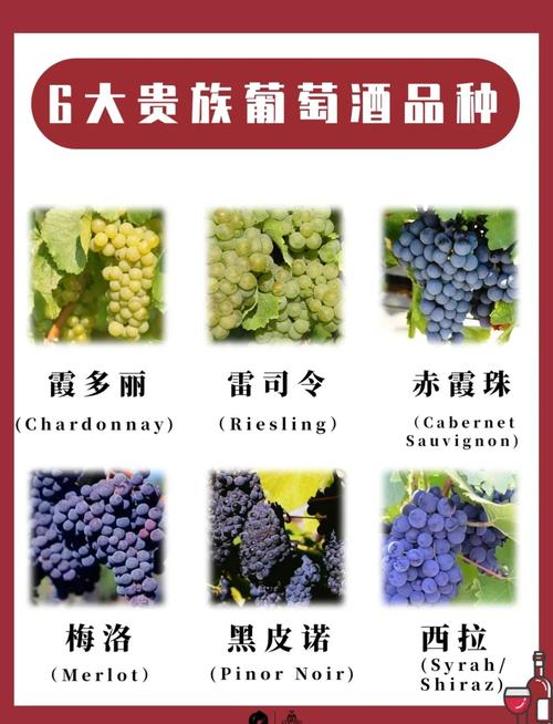 优质高档葡萄有哪些品种？-图1