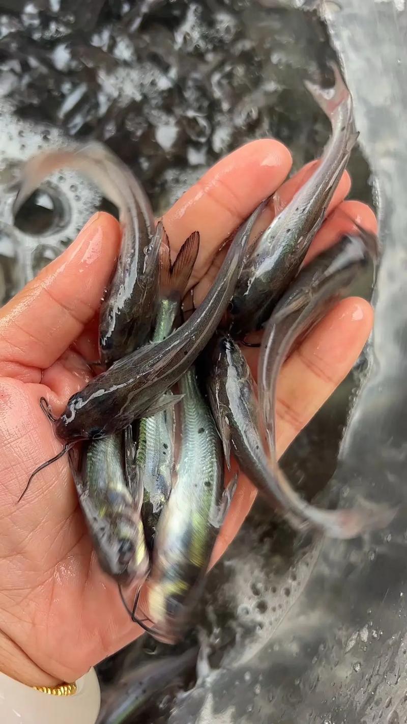 2025年叉尾鱼苗价格会涨还是跌？-图1