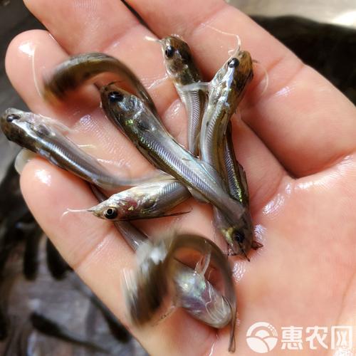 2025年叉尾鱼苗价格会涨还是跌？-图2