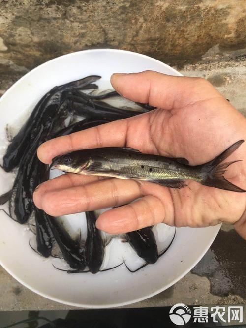 2025年叉尾鱼苗价格会涨还是跌？-图3