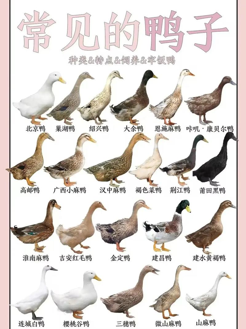 常见鸭子养殖品种有哪些？-图1