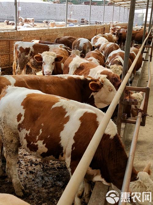 现在养殖什么品种肉牛最赚钱？-图2