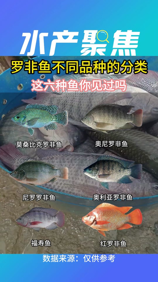 哪种罗非鱼品种生长最快?-图2 哪种罗非鱼品种生长最快?-图2