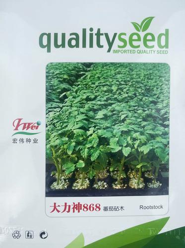 番茄连种嫁接砧木品种怎么选？-图2