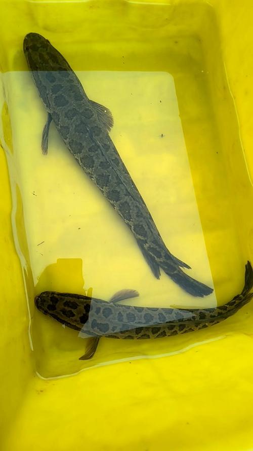 黑鱼品种最大的是哪种？-图3