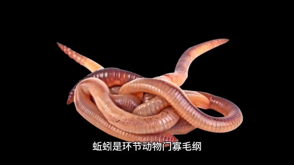 什么蚯蚓品种繁殖最快?-图2 什么蚯蚓品种繁殖最快?-图2