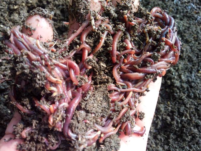什么蚯蚓品种繁殖最快?-图3 什么蚯蚓品种繁殖最快?-图3