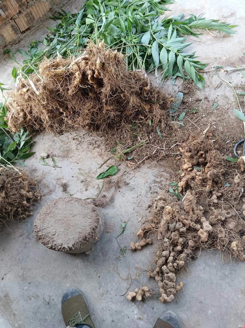 黄精种植技术有哪些?图片怎么种?-图3 黄精种植技术有哪些?图片怎么种?-图3