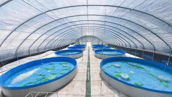 罗非鱼对虾混养，如何实现互利共生？-图1