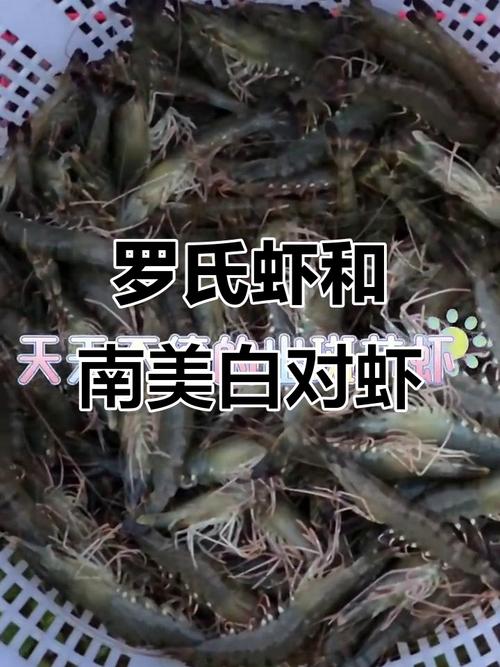 罗非鱼对虾混养，如何实现互利共生？-图3