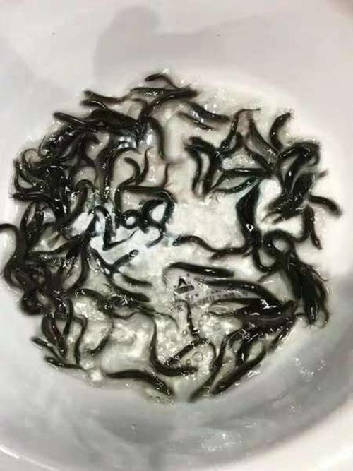 成都泥鳅价格最新行情多少钱一斤？-图1
