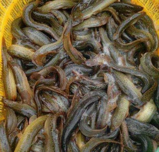 成都泥鳅价格最新行情多少钱一斤？-图2