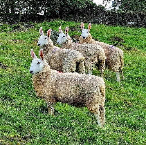 边区莱斯特羊品种标准-图1