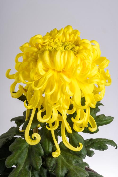 高清名贵菊花品种有哪些?-图2 高清名贵菊花品种有哪些?-图2