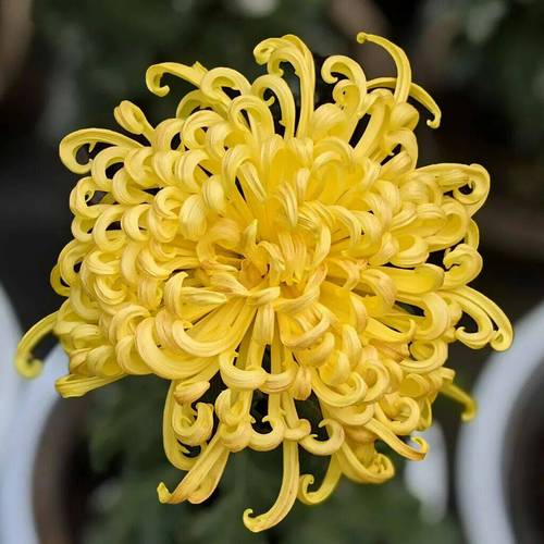 高清名贵菊花品种有哪些?-图3 高清名贵菊花品种有哪些?-图3