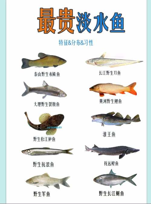 淡水渔业如何养殖高端品种？-图1