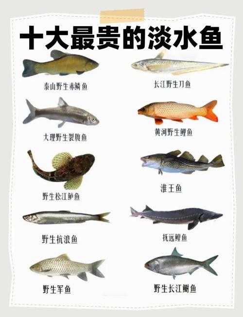 淡水渔业如何养殖高端品种？-图2