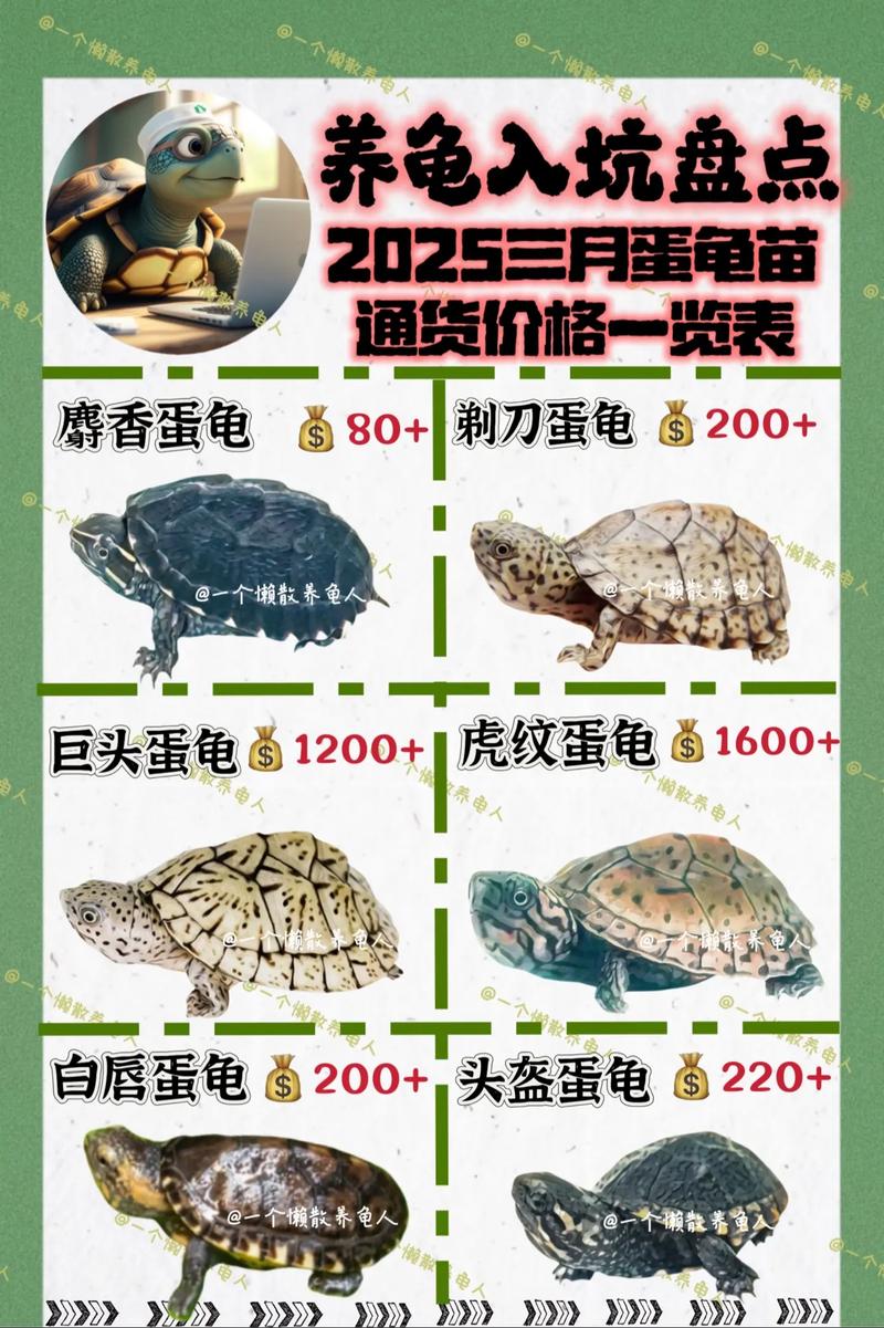 2025年龟价为何波动这么大？-图1