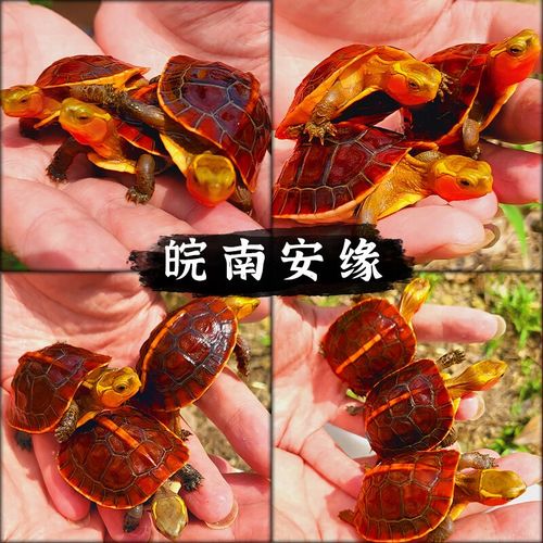 2025年龟价为何波动这么大？-图2