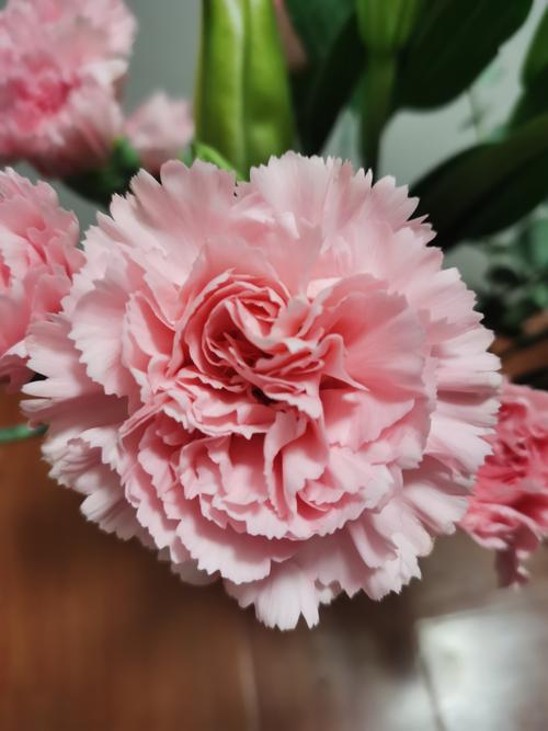 康乃馨品种和图片大全-图1