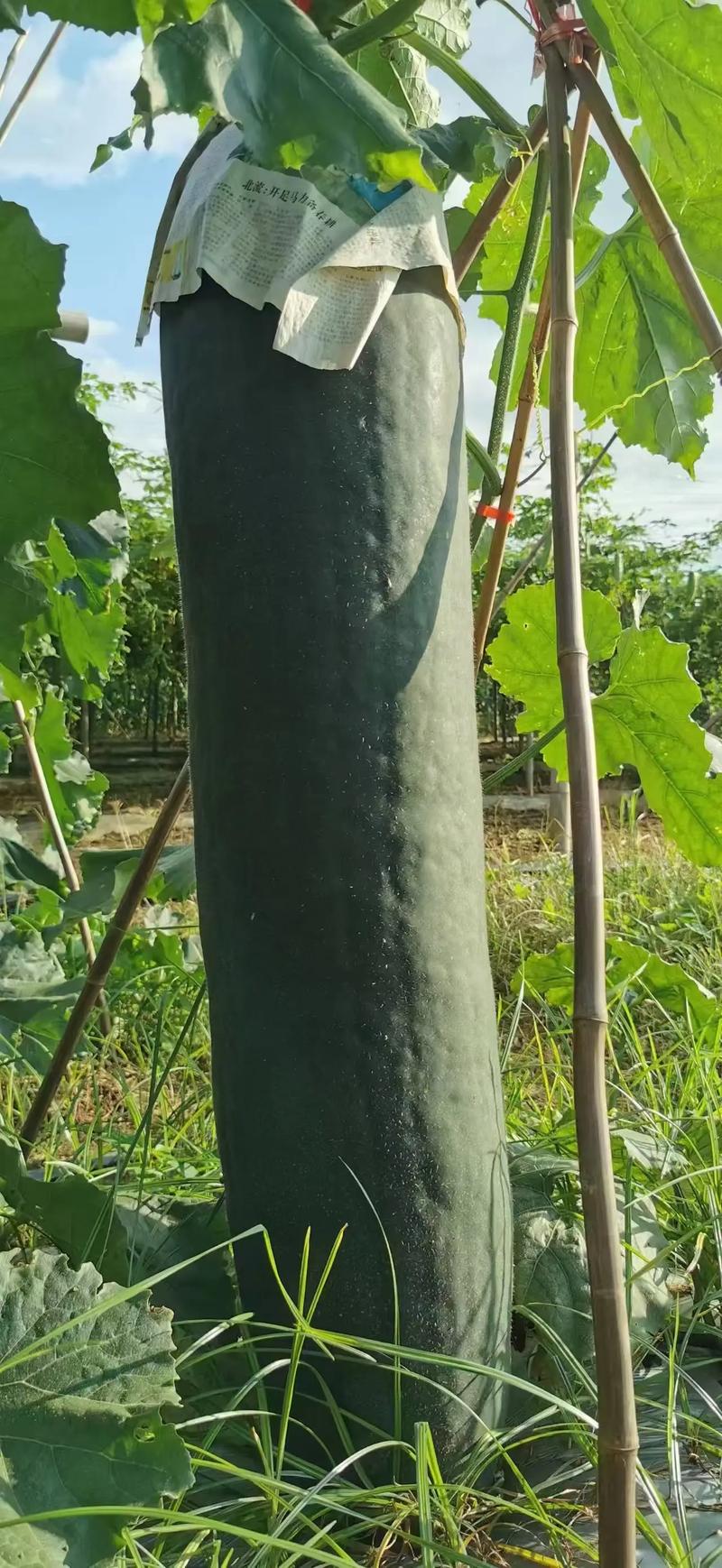 黑皮冬瓜种植效益如何？-图1