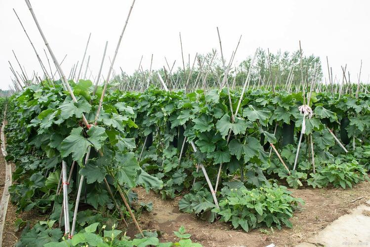 黑皮冬瓜种植效益如何？-图2