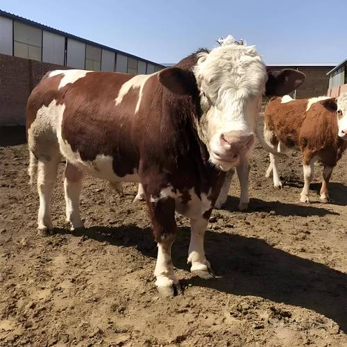 北方适合养什么肉牛品种?-图1 北方适合养什么肉牛品种?-图1