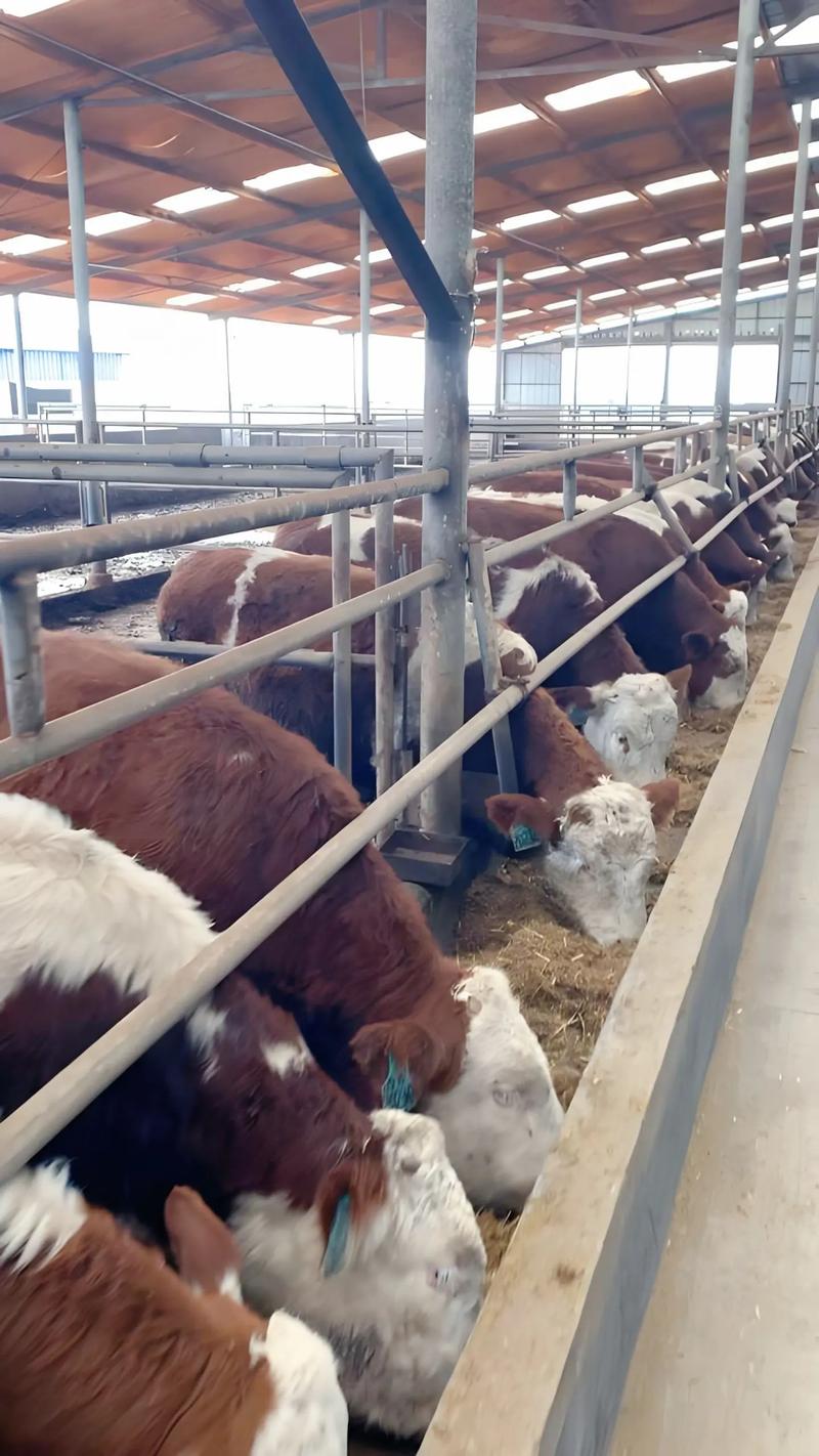 北方适合养什么肉牛品种?-图2 北方适合养什么肉牛品种?-图2