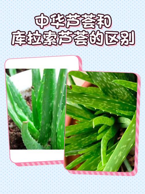 哪些芦荟品种能吃？-图1