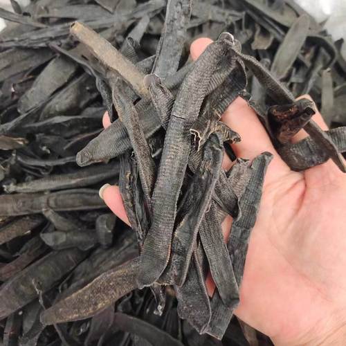 哪些蚂蝗品种能入药？-图2