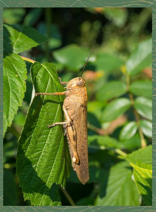 哪些蚂蝗品种能入药？-图3