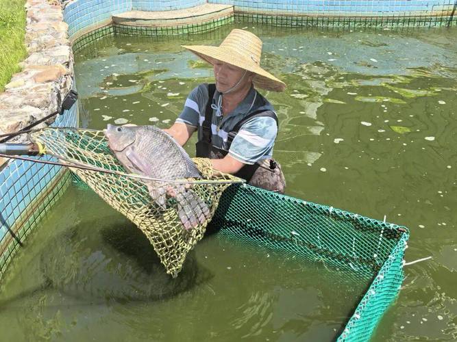 无公害罗非鱼养殖技术有哪些关键要点?-图1 无公害罗非鱼养殖技术有哪些关键要点?-图1