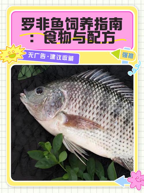 无公害罗非鱼养殖技术有哪些关键要点?-图2 无公害罗非鱼养殖技术有哪些关键要点?-图2