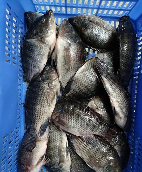 无公害罗非鱼养殖技术有哪些关键要点?-图3 无公害罗非鱼养殖技术有哪些关键要点?-图3