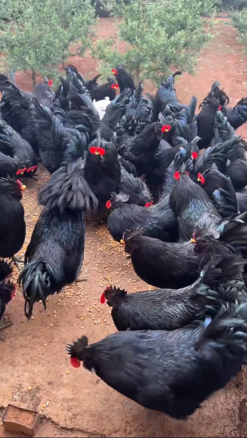 云南土鸡哪些品种更畅销？-图1