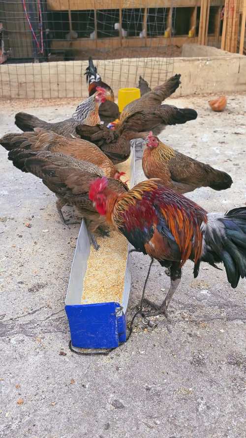 云南土鸡哪些品种更畅销？-图2